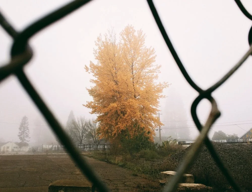 A large yellow-orange tree viewed through a chain-link fence on a foggy day.