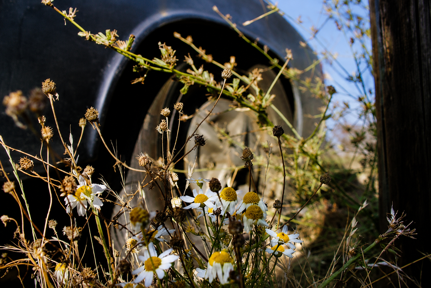 Wildflowers growing near a weathered wooden fence, with a black rubber tire in the background.